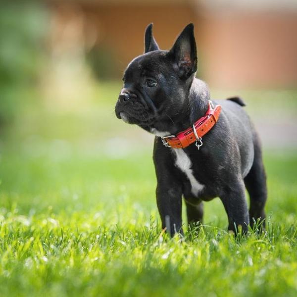 Adoptar un Bulldog Francés Todo lo que necesitas saber