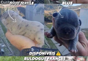 Adoptar un Bulldog Francés Todo lo que necesitas saber