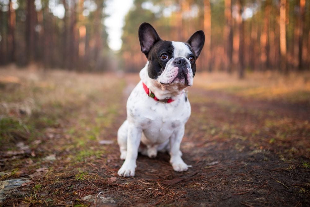 Bienvenido al Mundo La Llegada de un Bulldog Francés Bebé