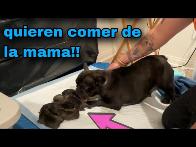 Bienvenido al Mundo La Llegada de un Bulldog Francés Bebé