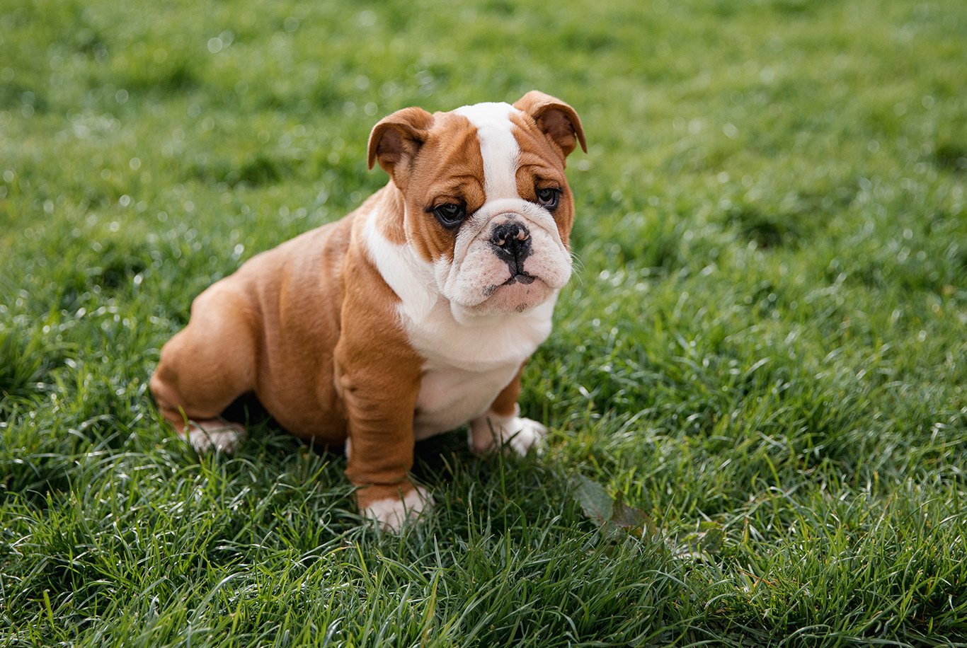 El Bulldog Un Compañero Leal con Historia