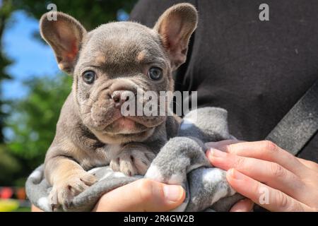 El Bulldog Francés Azul Una Guía Completa