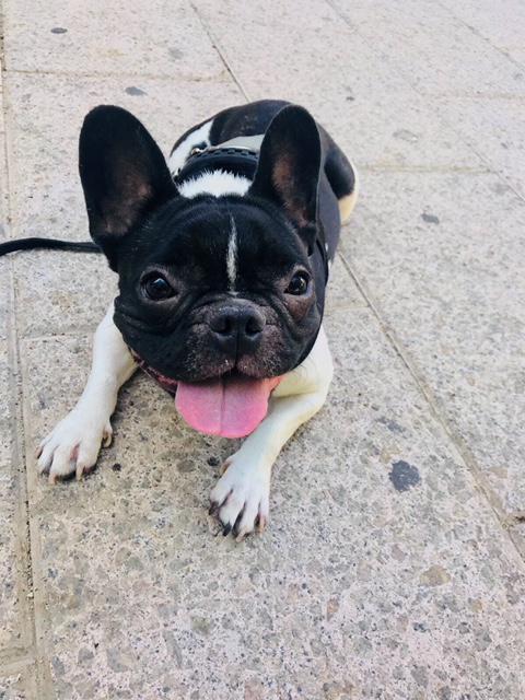 Adopta un Bulldog Francés Una Guía Completa para Encontrar tu Compañero Ideal