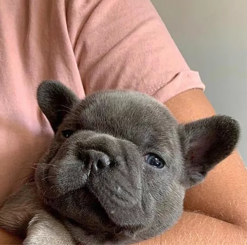 El Bulldog Francés Gris con Ojos Azules Una Raza Única y Fascinante