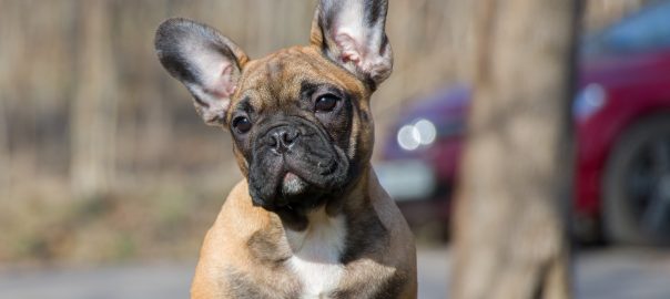 El temperamento único del Bulldog Francés