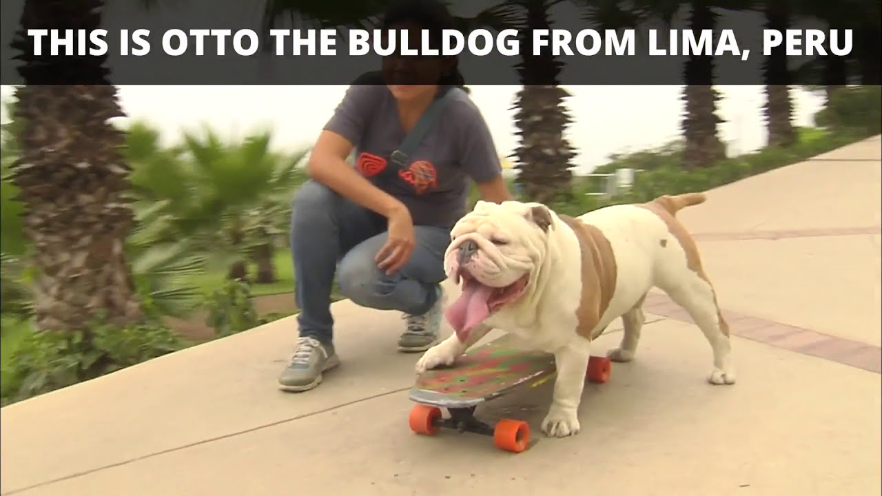 El Bulldog Inglés Un compañero leal y de noble corazón