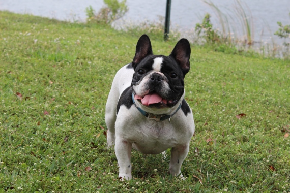 ¿Cuánto Pesa un Bulldog Francés? Una Guía Completa sobre su Tamaño y Peso