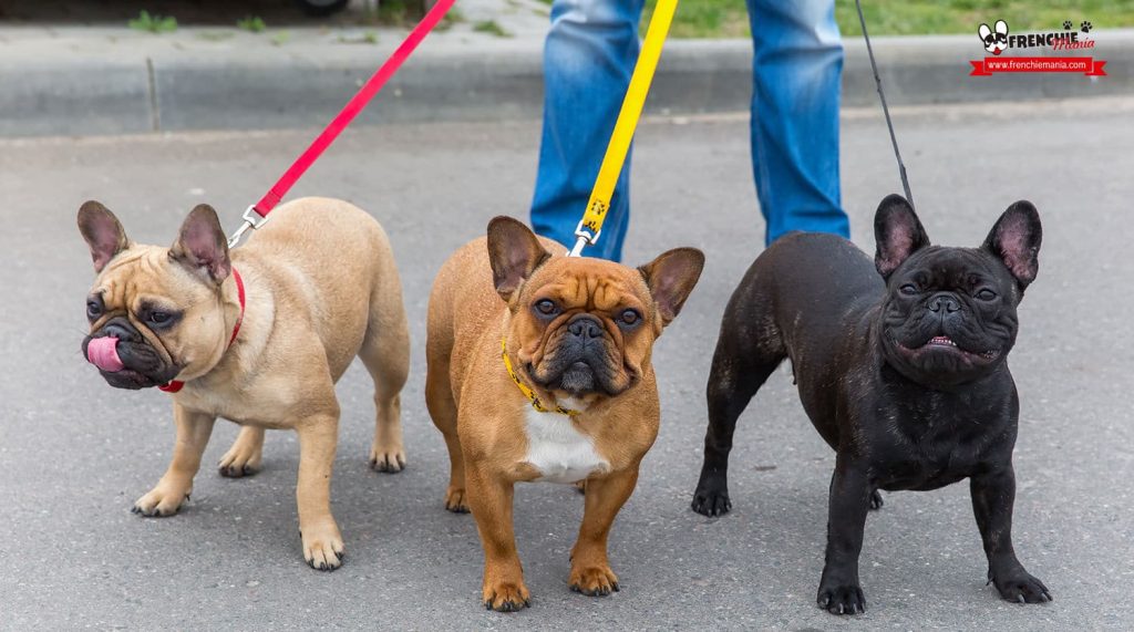 ¿Cuánto Pesa un Bulldog Francés? Una Guía Completa sobre su Tamaño y Peso