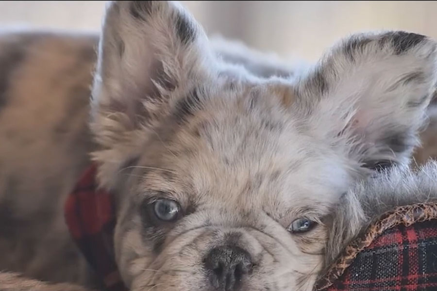 ¿Cuánto tiempo vive un Bulldog Francés? Una guía completa sobre su esperanza de vida