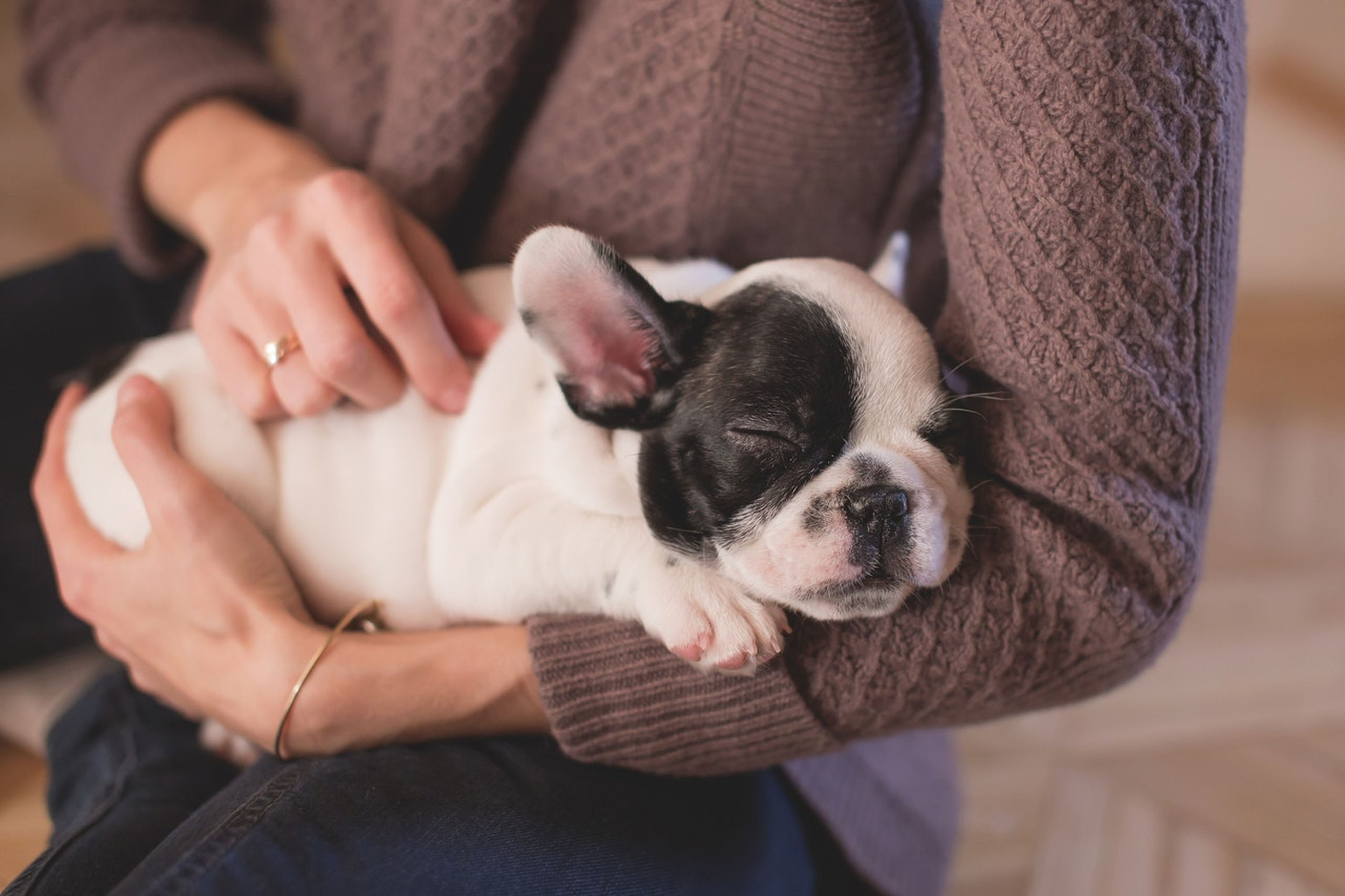 ¿Cuánto tiempo vive un Bulldog Francés? Una guía completa sobre su esperanza de vida