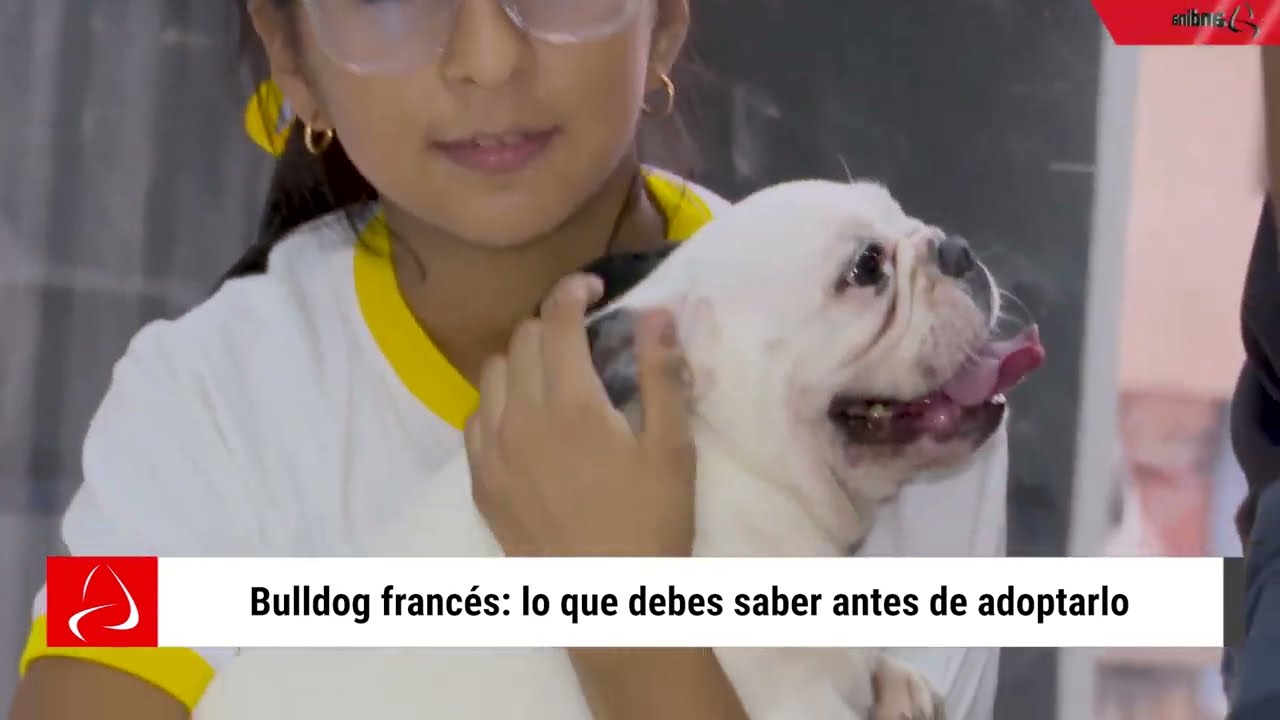 ¿Cuánto tiempo vive un Bulldog Francés? Una guía completa sobre su esperanza de vida