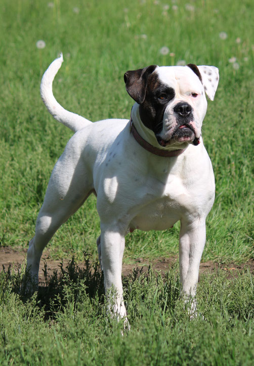 El Bulldog Americano Un Compañero Leal y Fuerte