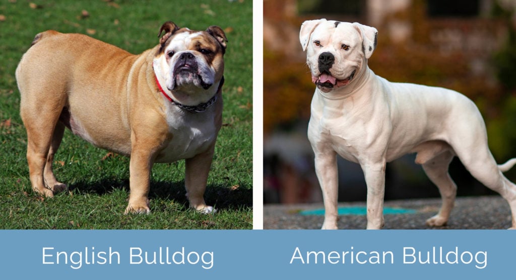 El Bulldog Americano Una Raza Fiel y Protectora