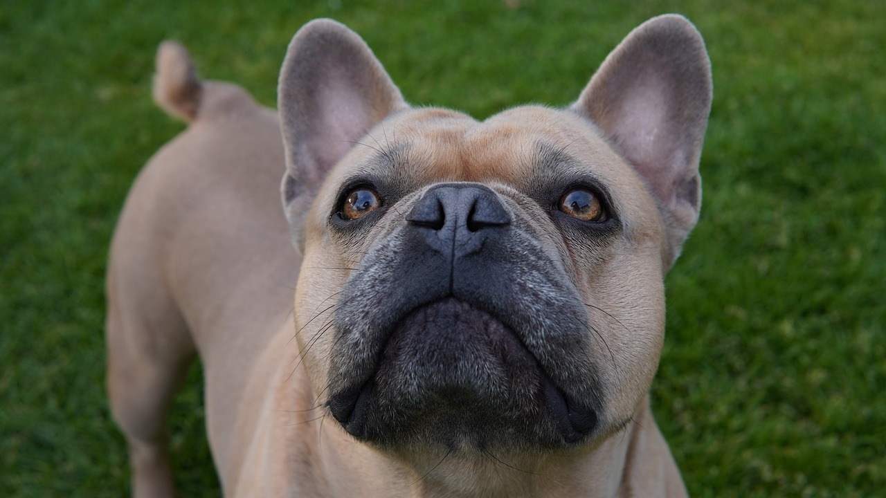 El Bulldog Francés Azul Una Guía Completa