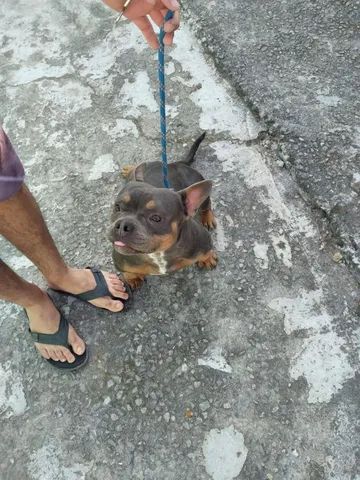 El Bulldog Francés de Pelo Largo Una Mirada a la Variedad Exótica