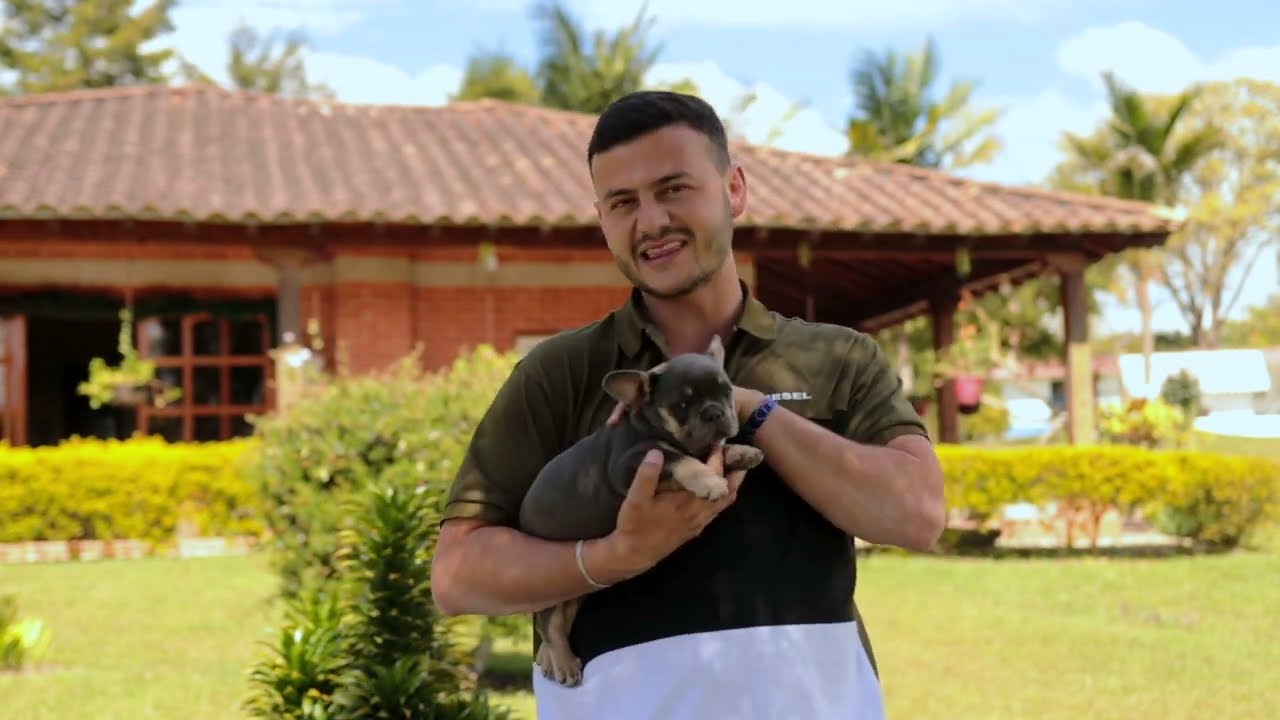 El Bulldog Francés Exótico una raza única y especial