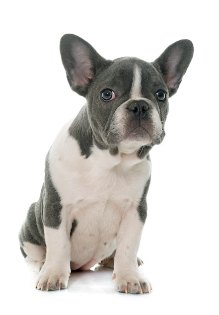 El Bulldog Francés Gris con Ojos Azules Una Raza Única y Fascinante