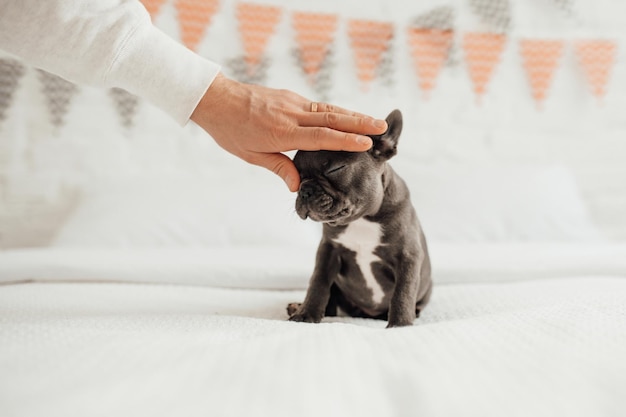 El Bulldog Francés Gris con Ojos Azules Una Raza Única y Fascinante