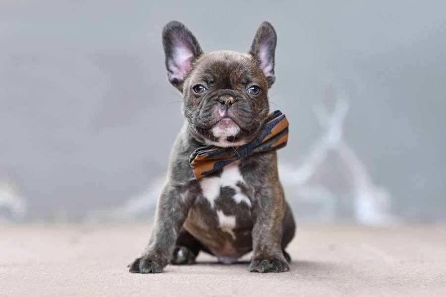 El Bulldog Francés Gris con Ojos Azules Una Raza Única y Fascinante