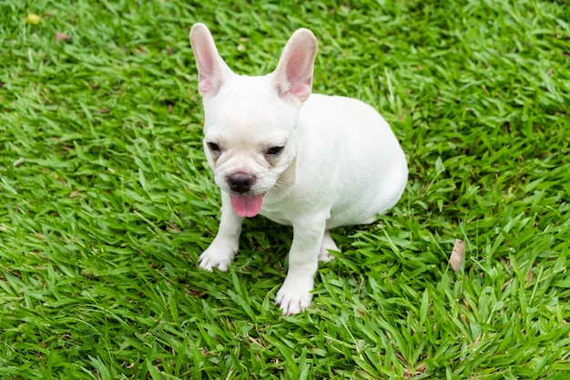 El Bulldog Francés Mini Una Guía Completa