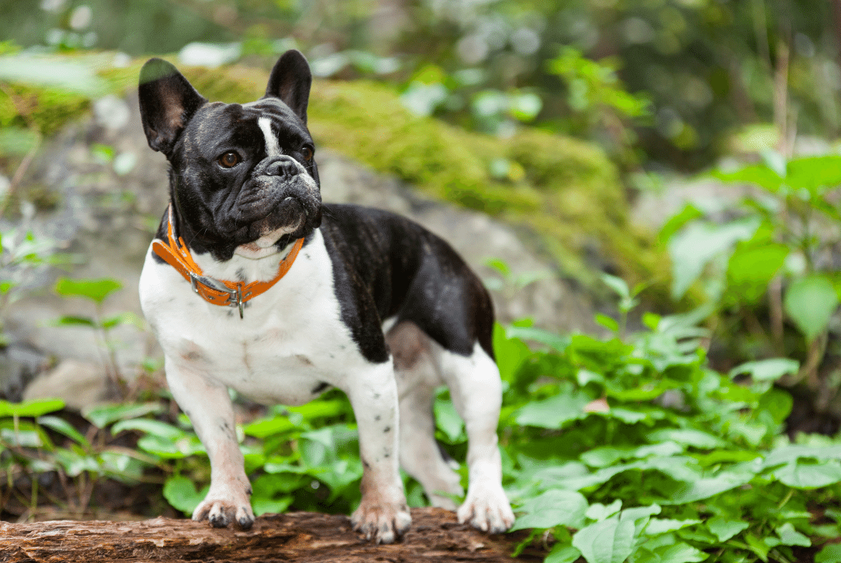 El Bulldog Francés Una Raza Grande y Encantadora