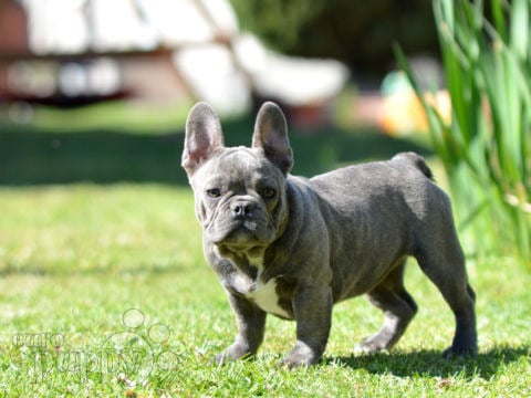 El Bulldog Francés Una Raza Grande y Encantadora