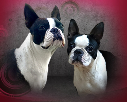 El Bulldog Francés y el Boston Terrier Dos Razas Populares