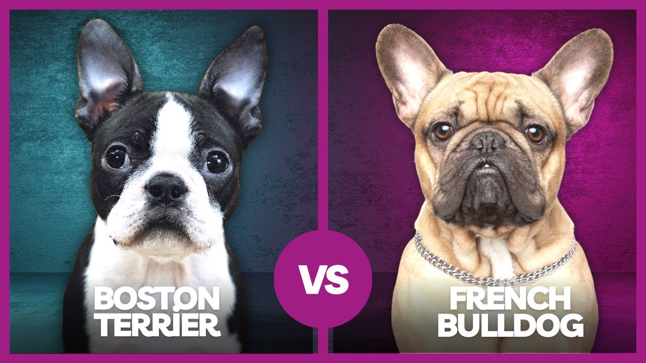 El Bulldog Francés y el Boston Terrier Dos Razas Populares