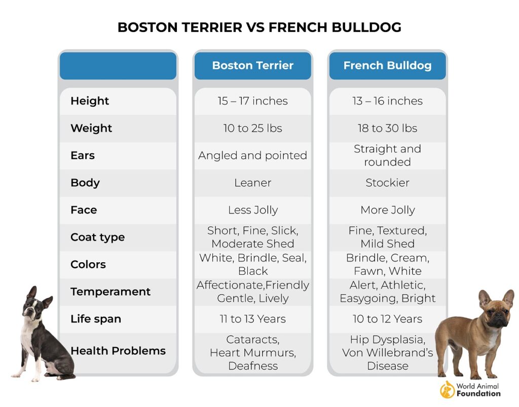 El Bulldog Francés y el Boston Terrier Dos Razas Populares