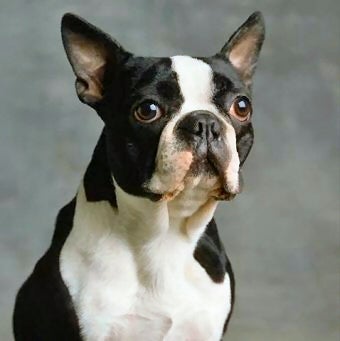 El Bulldog Francés y el Boston Terrier Dos Razas Populares