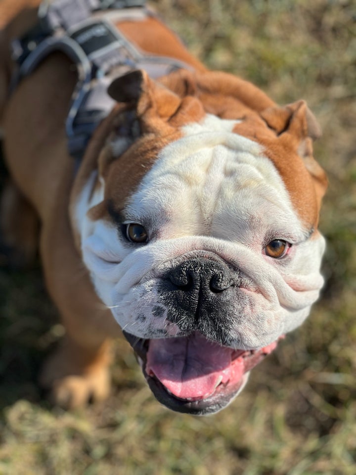 El Bulldog Inglés Un gigante amigable con un corazón de oro