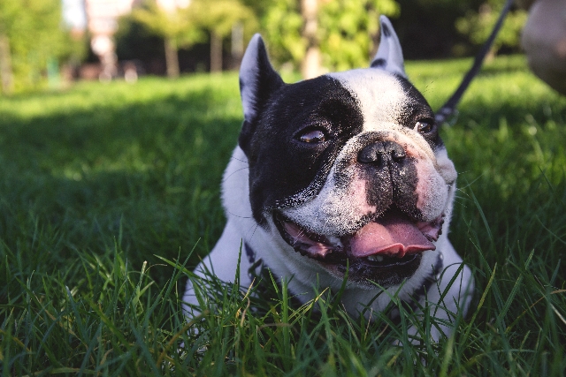 El Bulldog Inglés Un gigante amigable con un corazón de oro