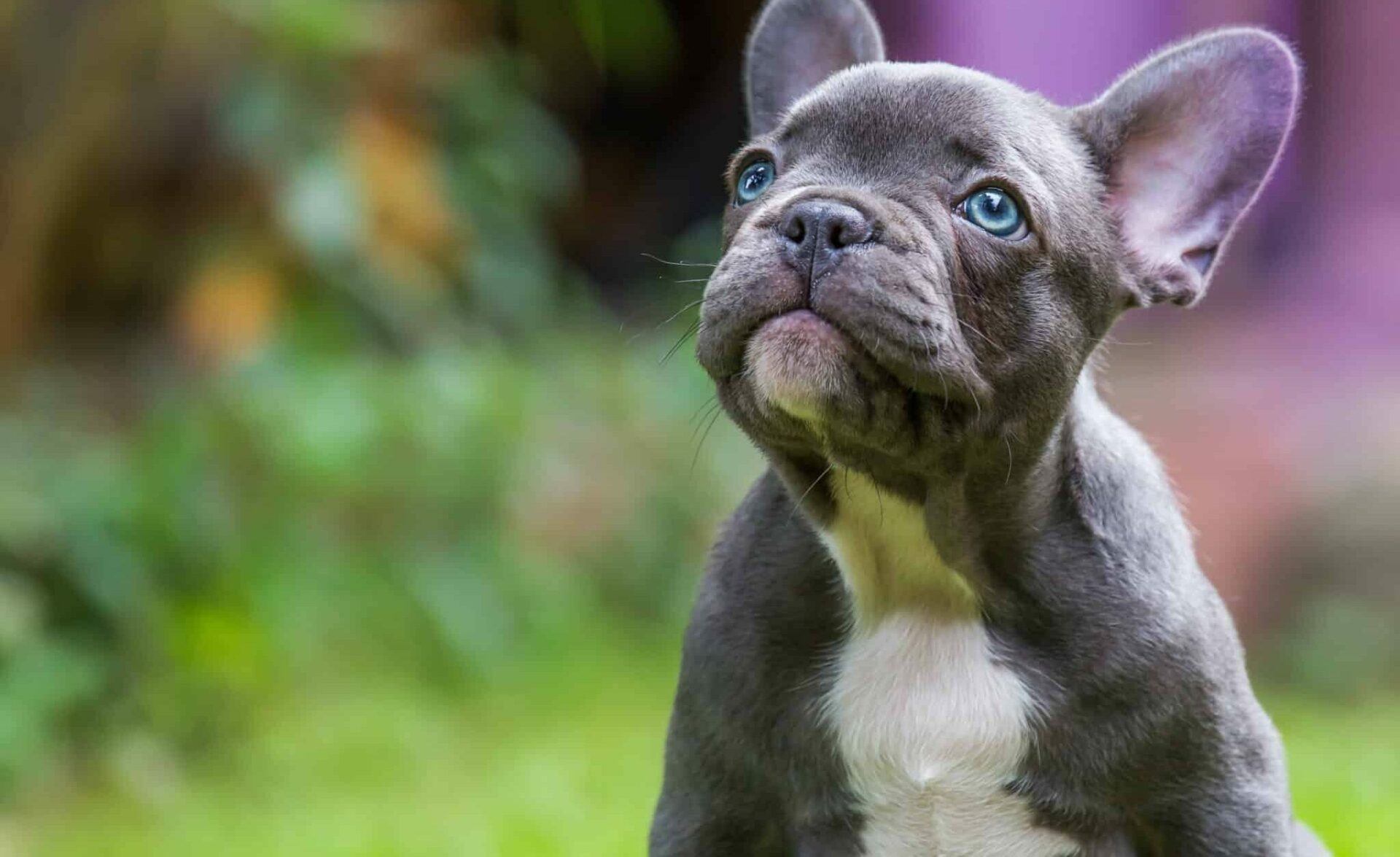 El Elegante y Encantador Bulldog Francés Tricolor