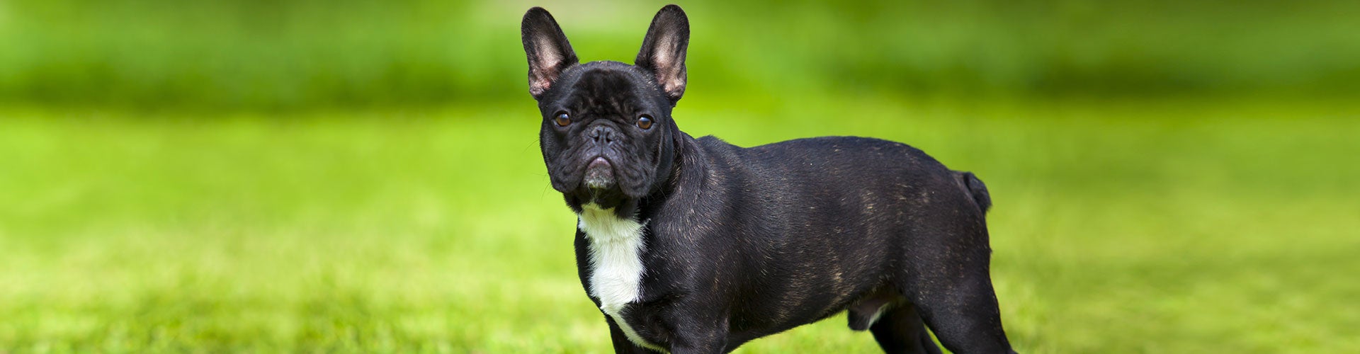 El temperamento único del Bulldog Francés