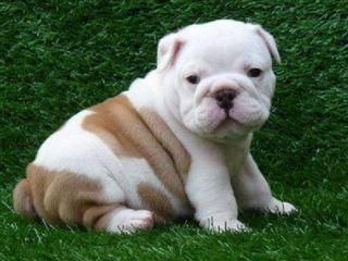 El Bulldog Inglés Un gigante amigable con un corazón de oro