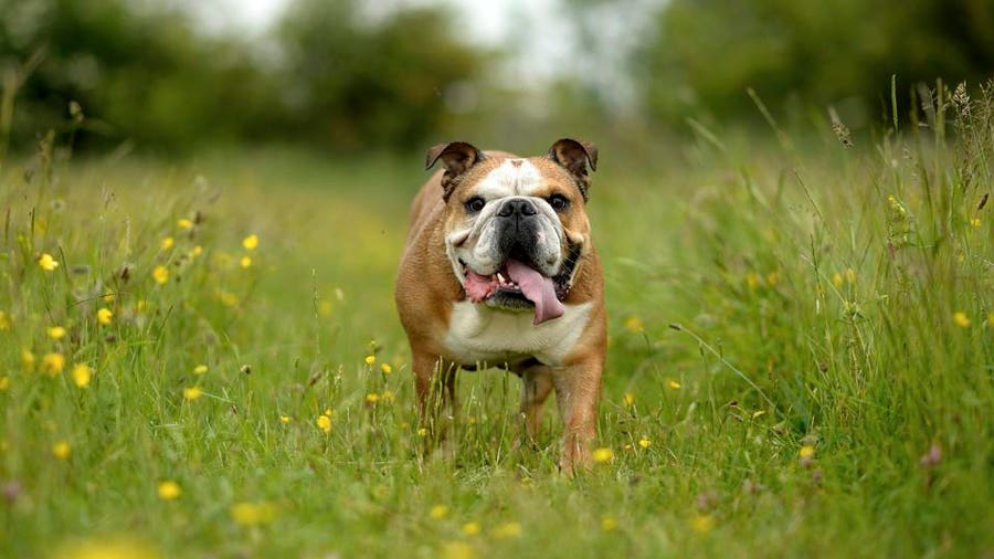 El Bulldog Inglés Un Compañero de Raza Pura con Personalidad Potente