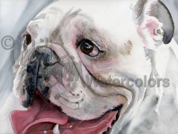 Historia del Bulldog Crema