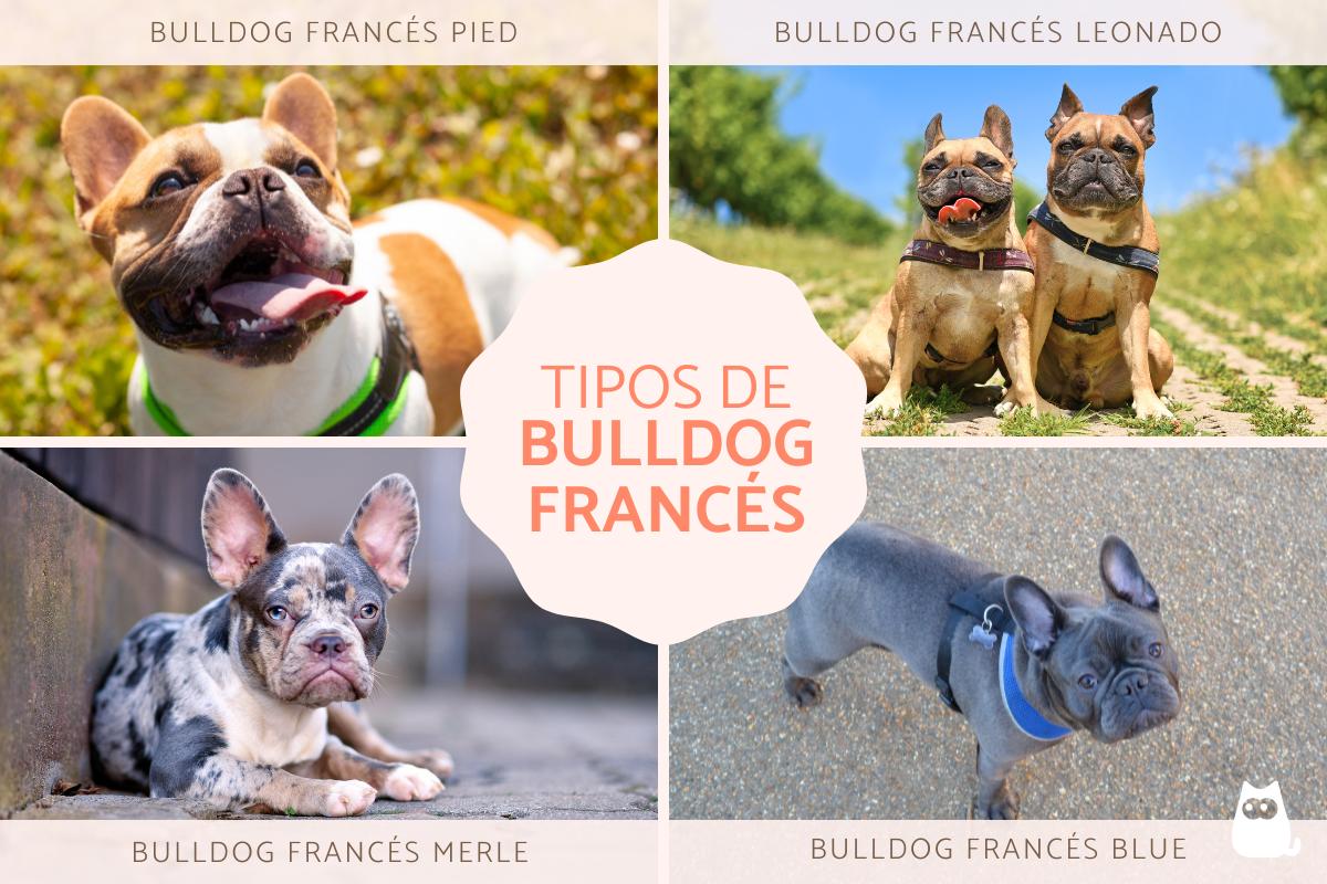 Origen del Bulldog Francés