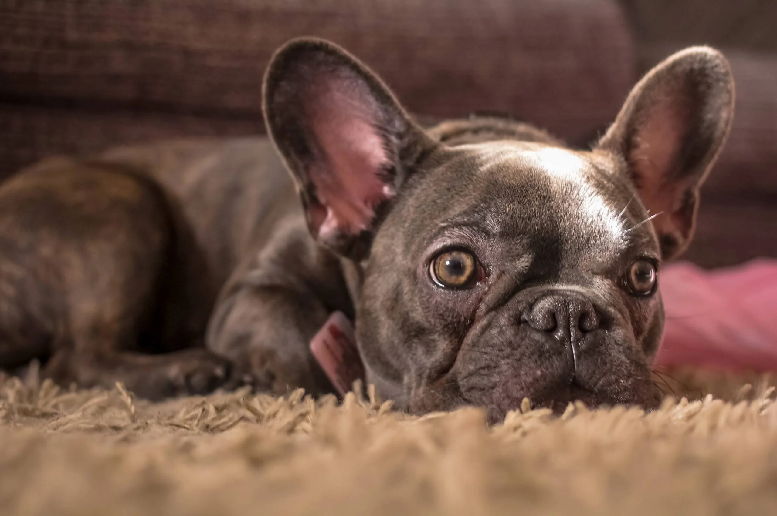 Problemas de salud comunes en el Bulldog Francés