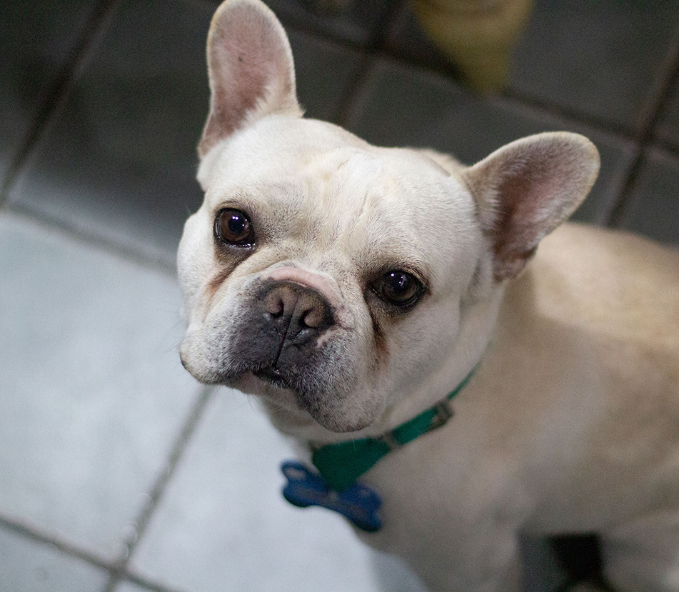 Problemas de salud comunes en el Bulldog Francés