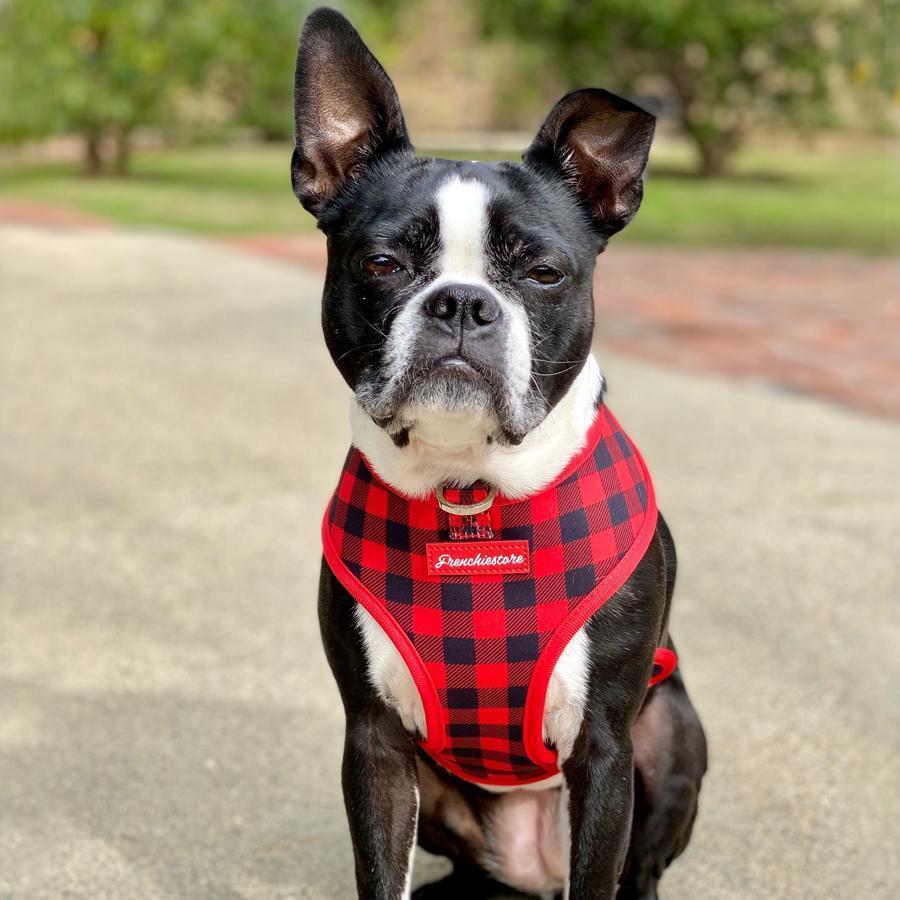 Los Terrier Bulldog Una raza única y fascinante